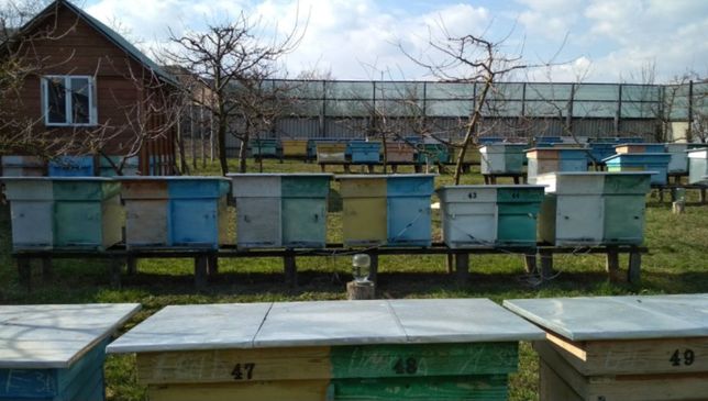 Продам бджолопакети та бджолосім'ї, Новоселица