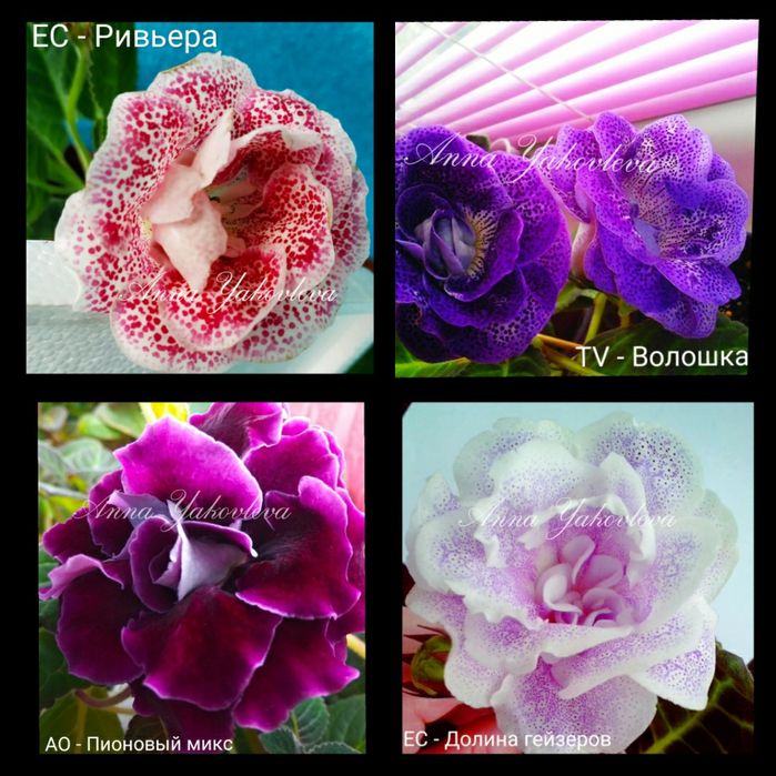 Глоксинии сортовые, клубни