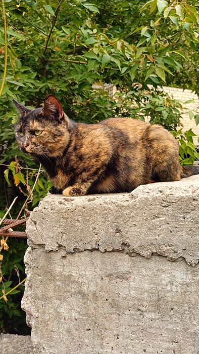 Черкаси і міста поруч! Молода кішечка шукає дім