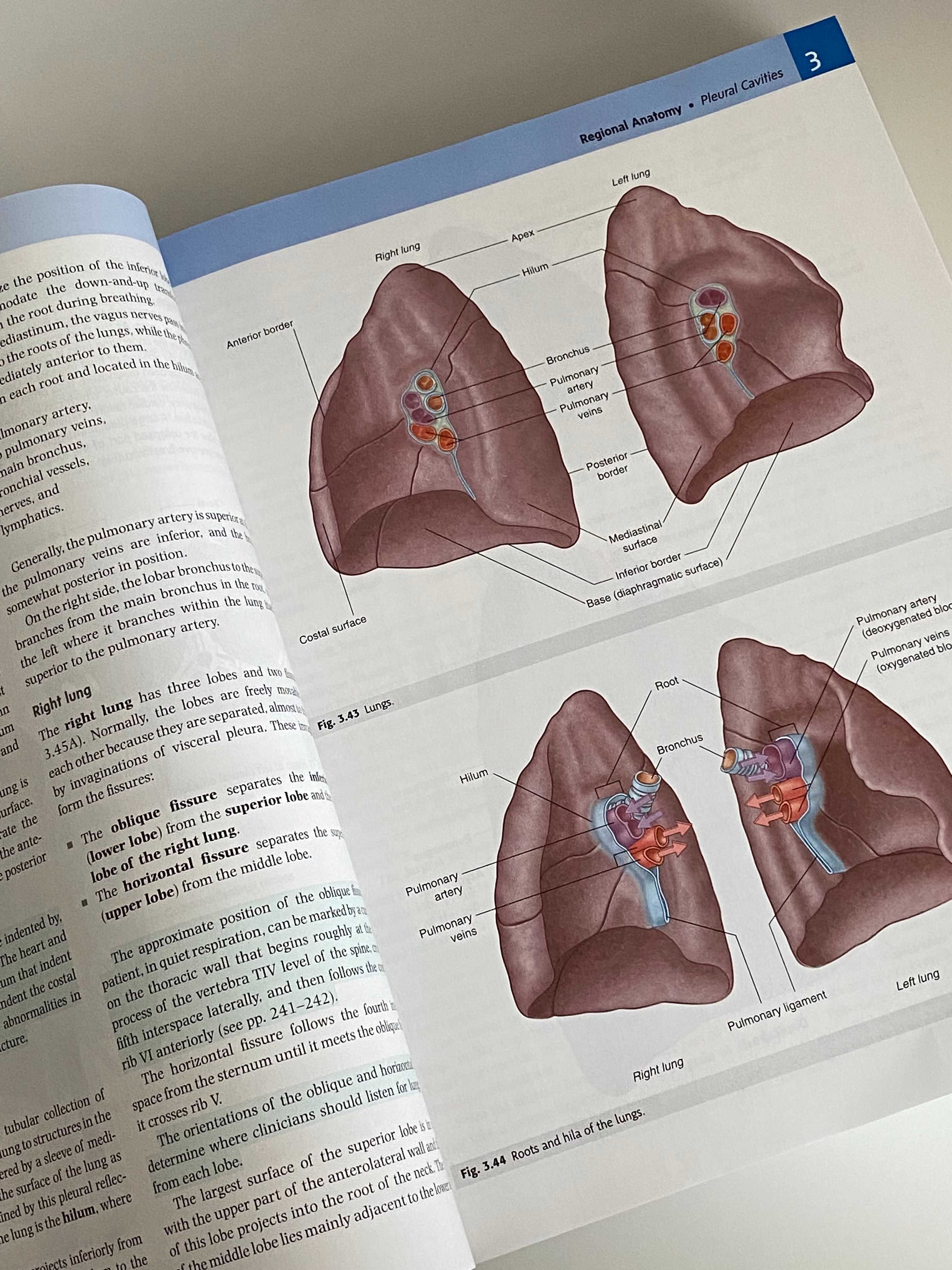 Gray's Anatomy for Students, 4th edition + digital version