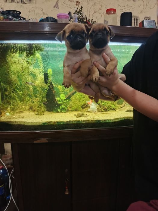 Мопсодітки.  Хлопчики абрикосики.