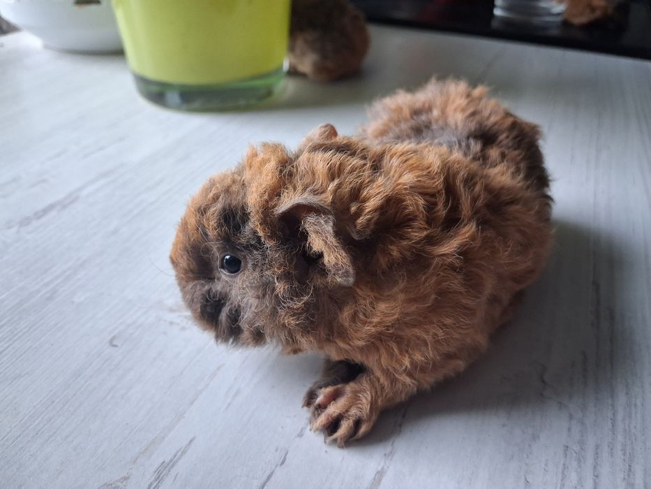 Świnka morska US Teddy