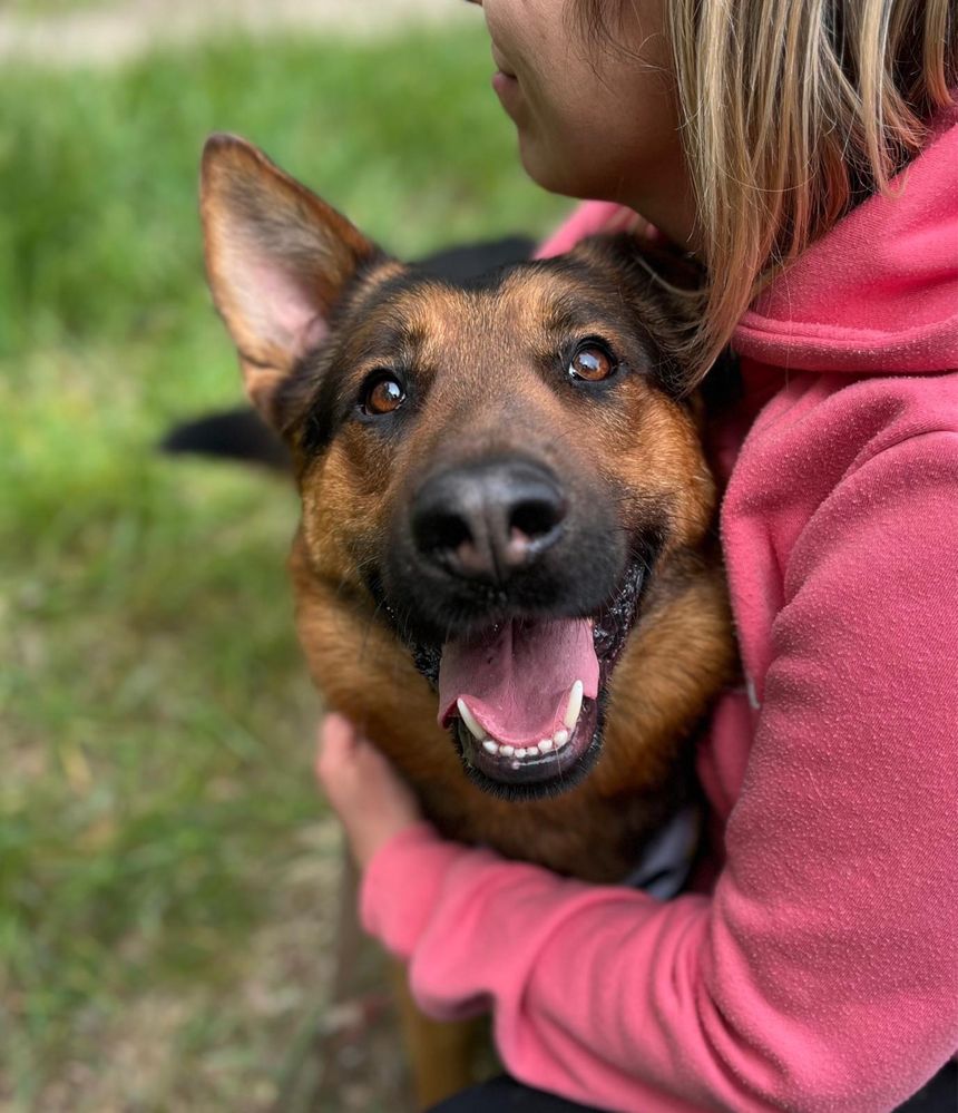 Vito w typie owczarka. Pies ideał do adopcji