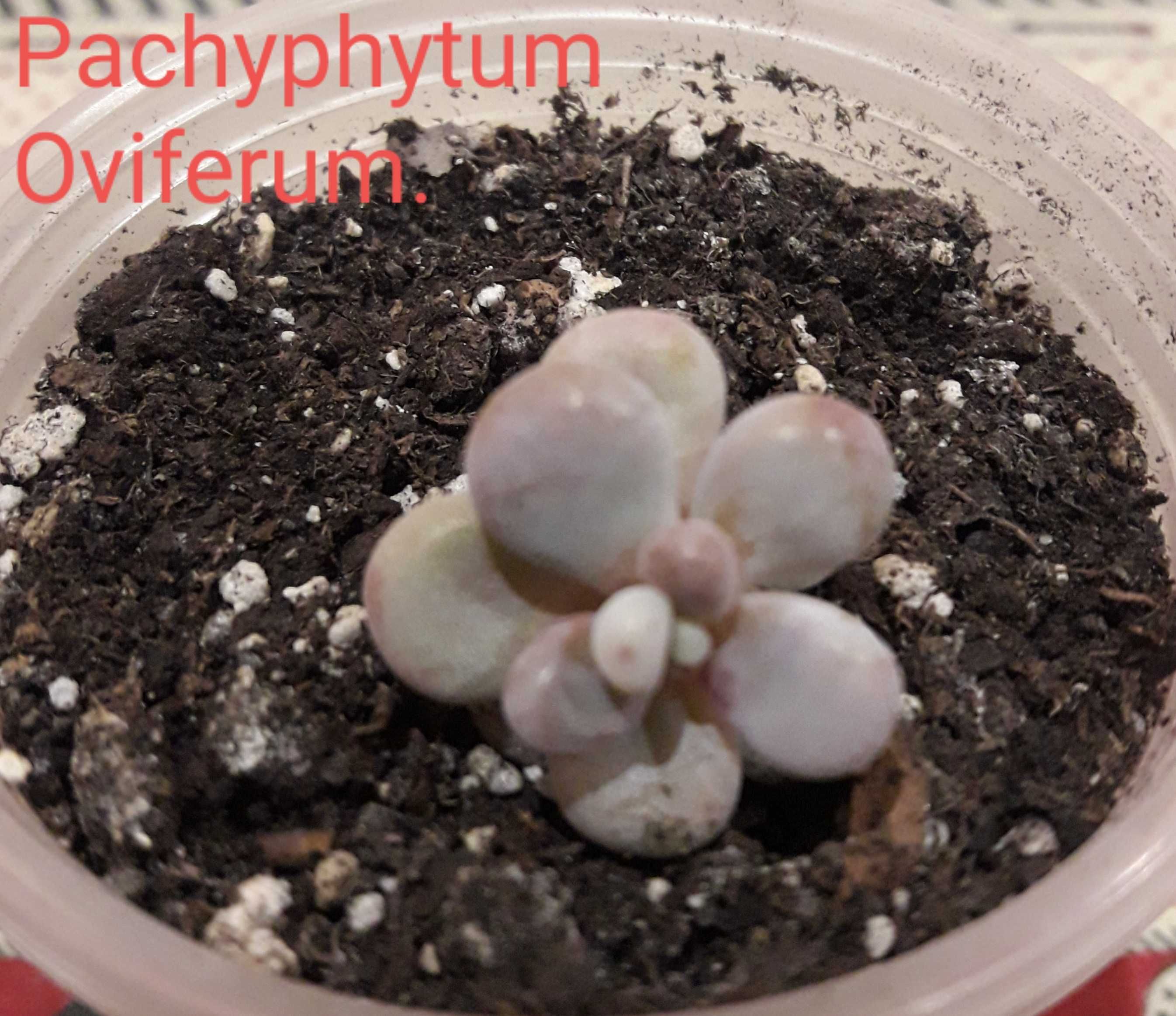 Cукуленти
Echeveria 'Trumpet Pinky' 
Pachyphytum oviferum.