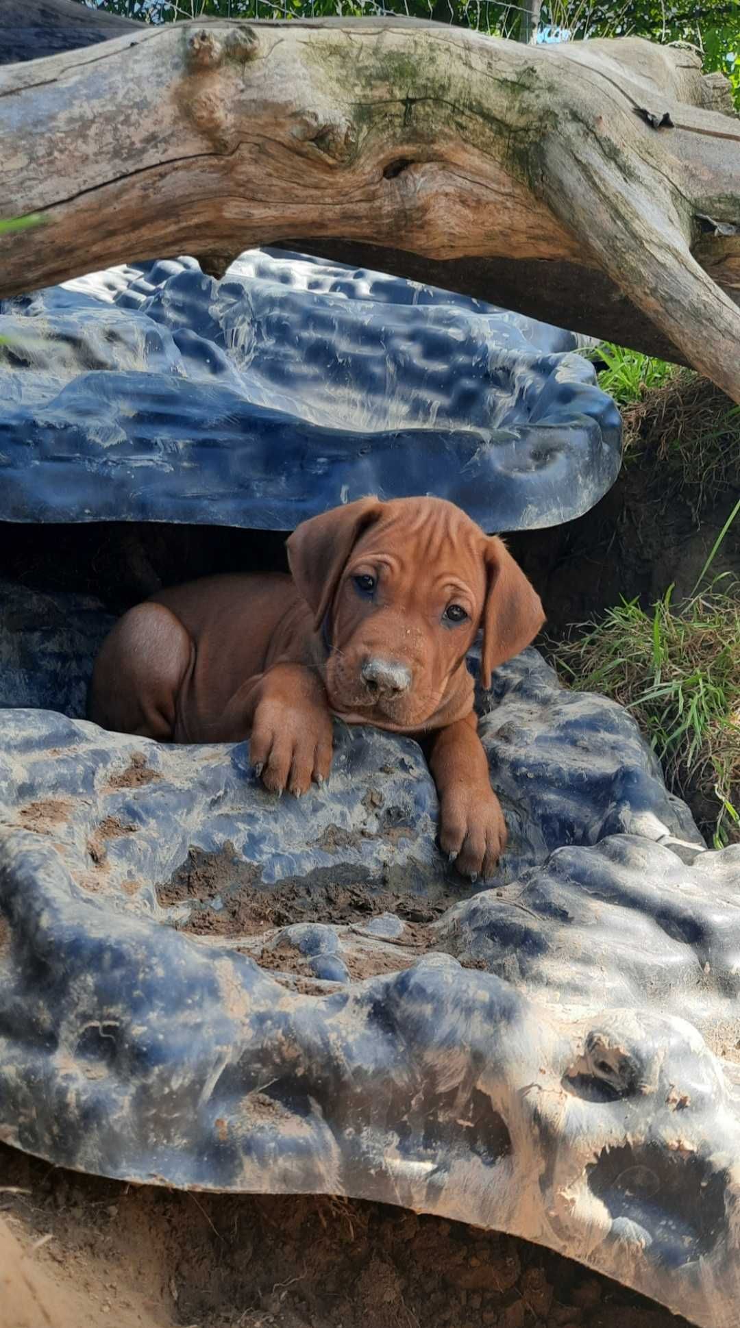 Siła - Bezpieczeństwo - Duma - Rhodesian Ridgeback -Szczeniak ZKwP