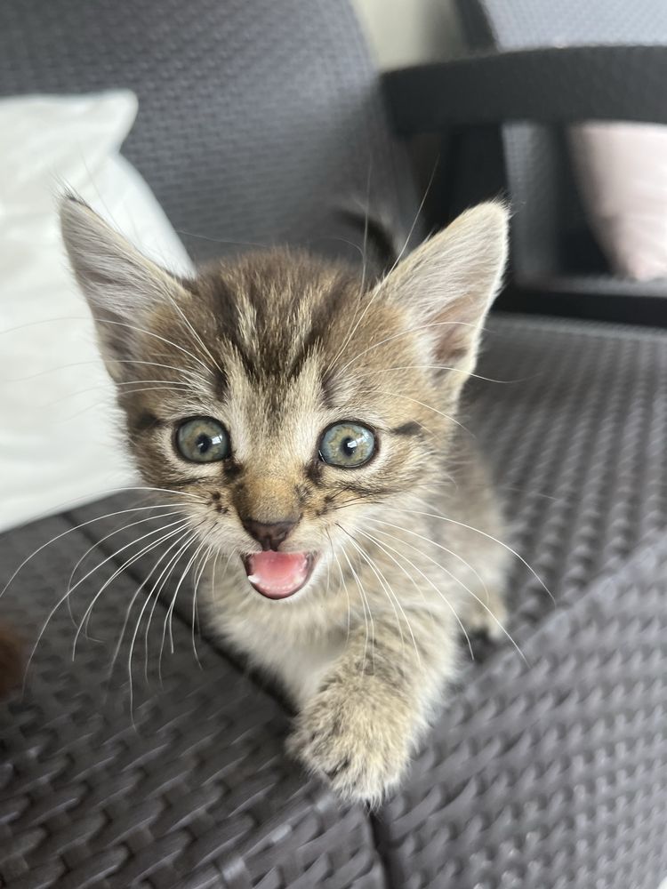 віддаємо котиків