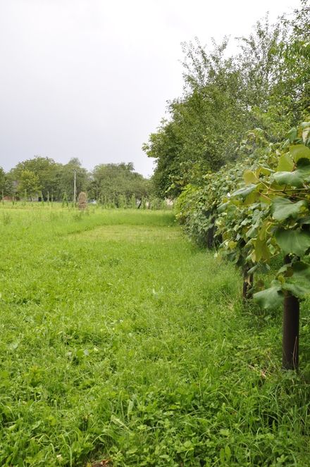 Продам земельну ділянку с. Гошів, Прикарпаття