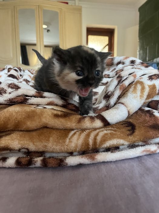 Відаються у добрі руки котики