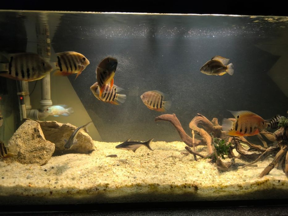 Vendo cardume de 8 green severus (heros seveus)