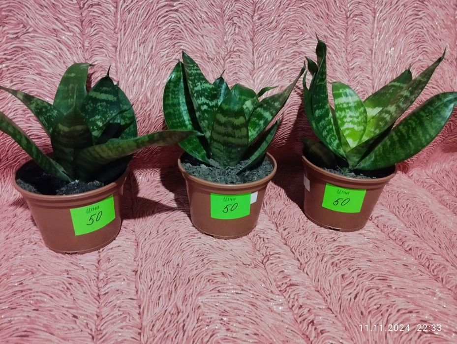 Продам кімнатні рослини