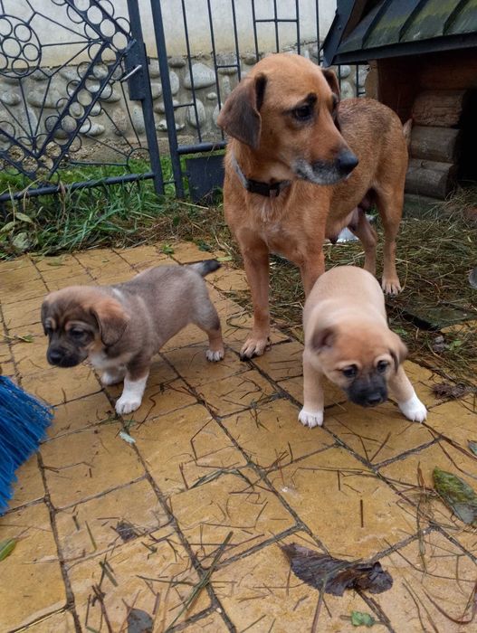 Pieski oddam zakopane