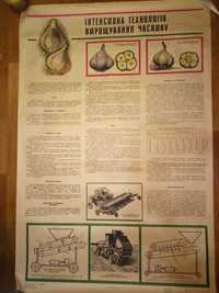 Плакат ссср Інтенсивна технологія вирощування часнику