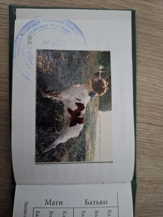 Віддам в добрі руки епаньол бритон