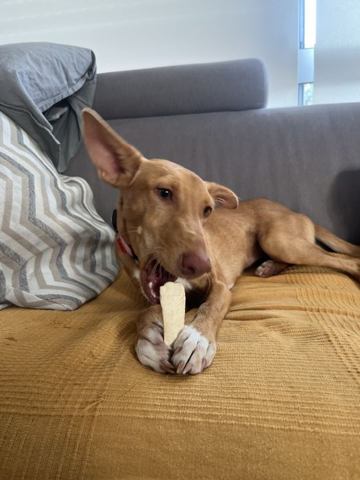 CARYA - cachorra para adoção responsavek