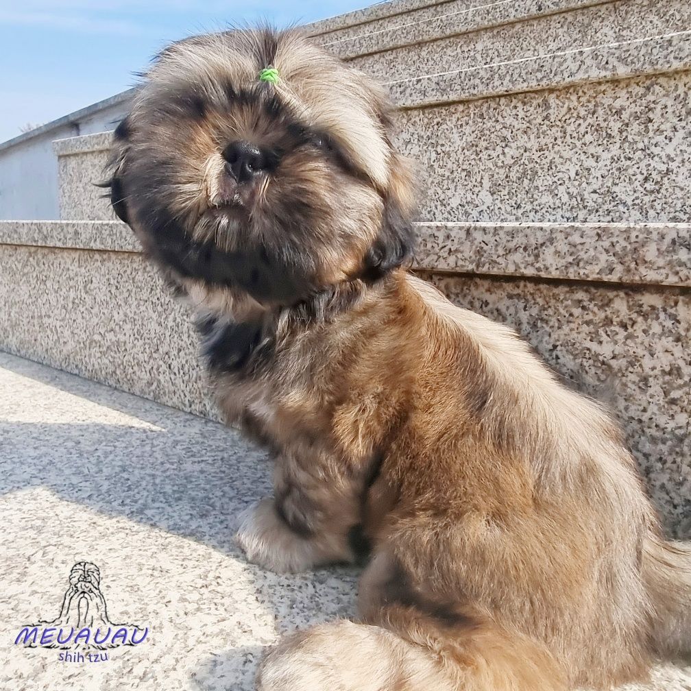 Filhote Macho Shih Tzu