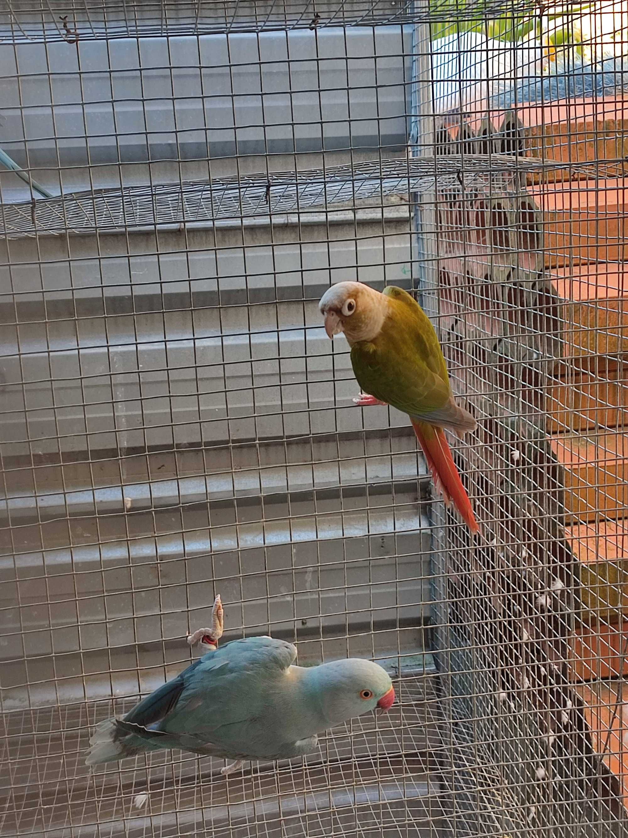 Várias aves para ceder