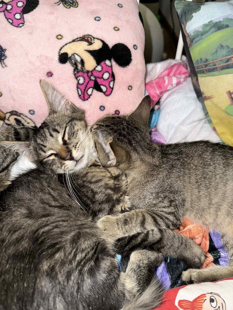 Kto pokocha kocurka w typie rasy mainecoon?