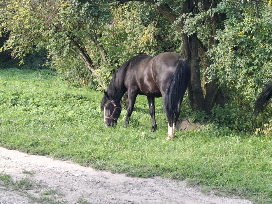 Koń śląski wałach