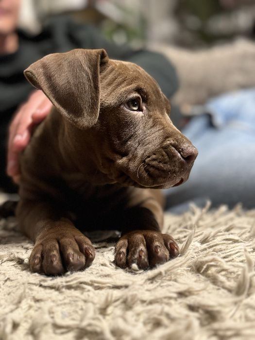 American pitbull terrier staff red nose
