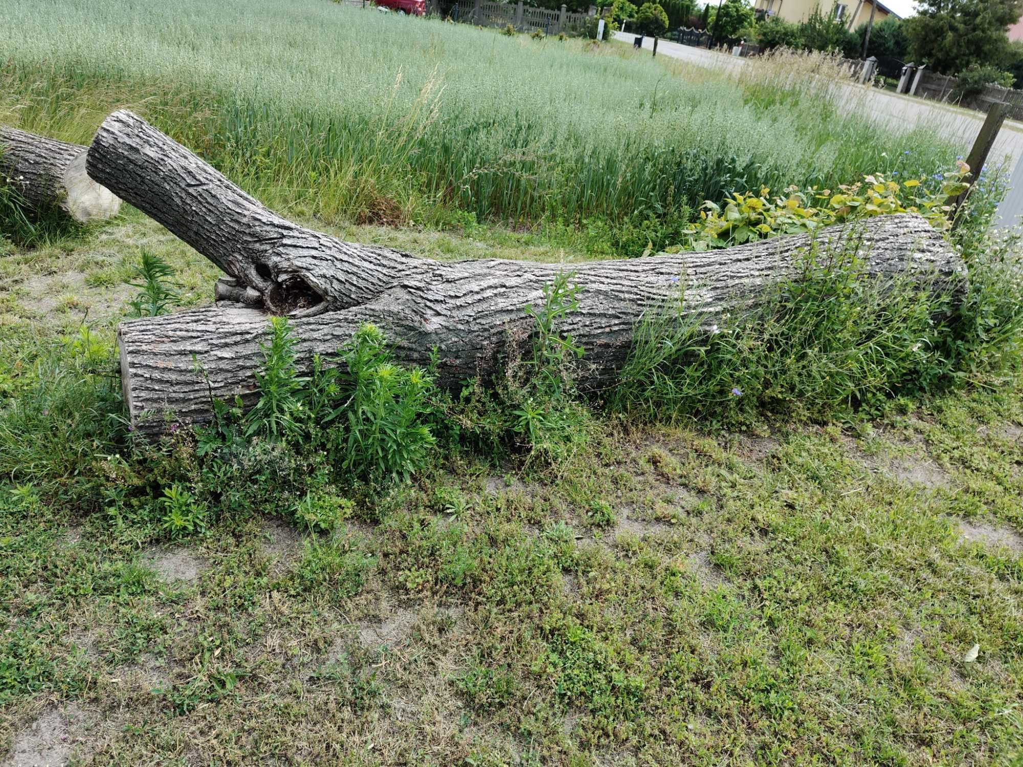 Sprzedam drzewo lipę