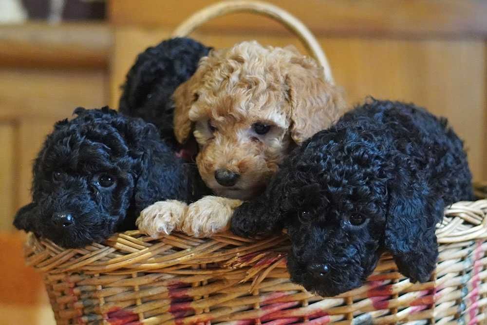 Цуценята малого пуделя