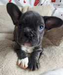 *Buldog francuski piesek blue niebieski do odbioru od 17 czerwca