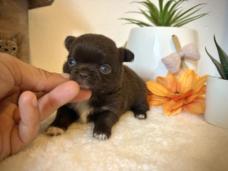 Machinho chihuahua pelo longo chocolate linhagem russa
