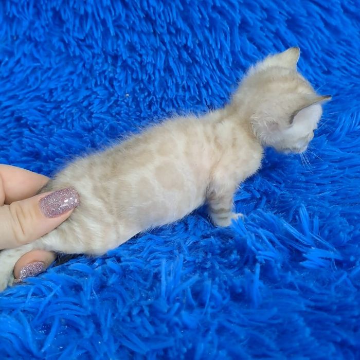Бенгальский котёнок