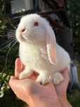 Królik miniaturka baranek mini lop hodowla