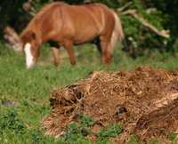 Estrume de cavalo Limpo e curtido Biologico