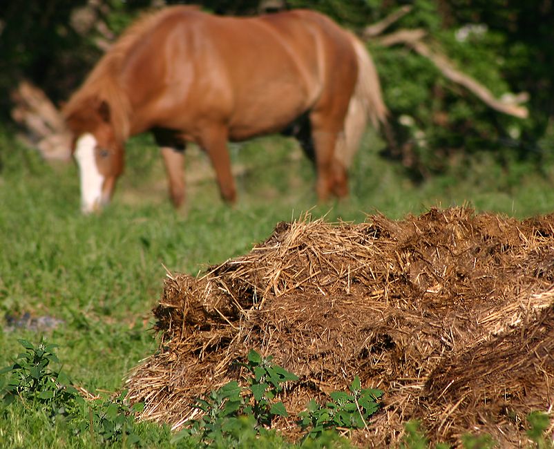 Estrume de cavalo Limpo e curtido Biologico