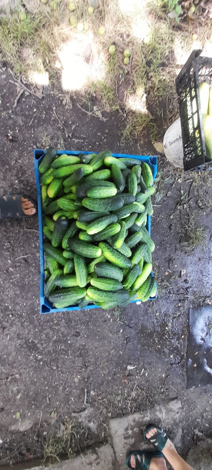 Продам Огірки домашні.