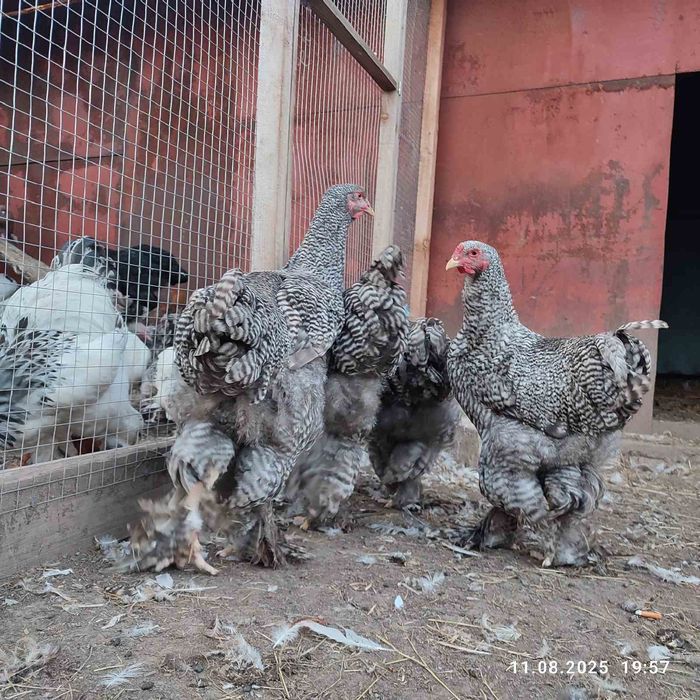 Кури Брама куропатчата,полосата зозуляста