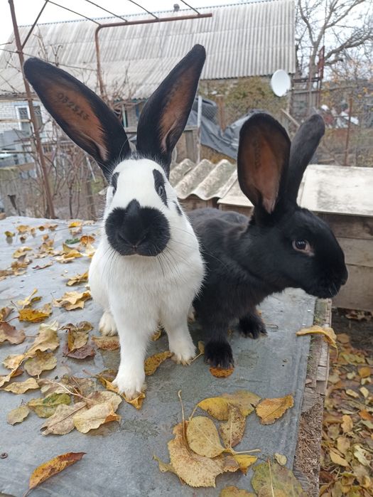 Кролики від малого до дорослого НСВ