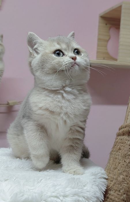 Menina British shorthair blue golden