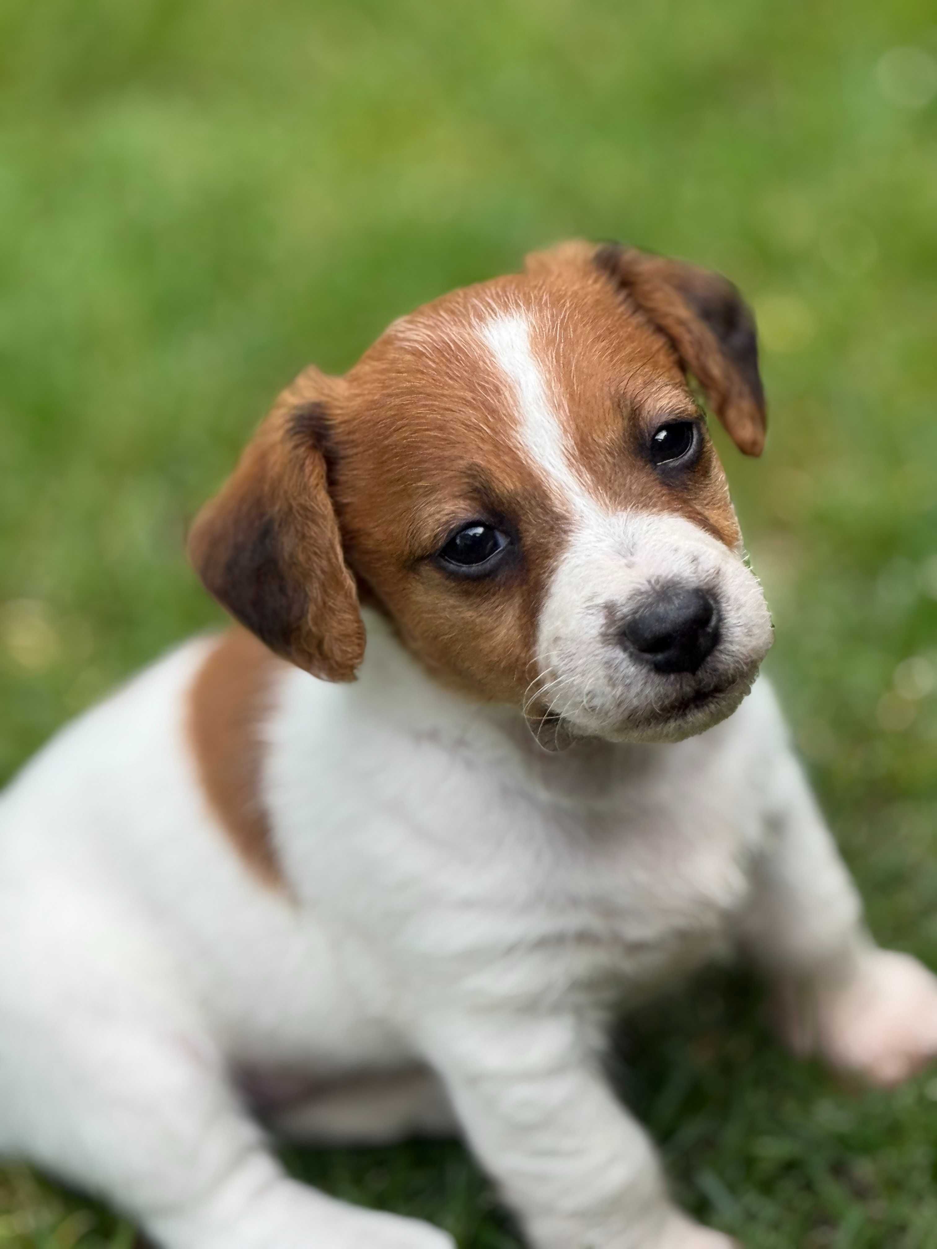 Jack Russell terrier WZORCOWA niziutka suczka od #SMARTIE JACKS#