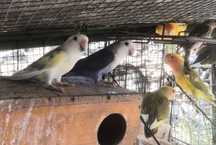 Agapornis vários tonalidades