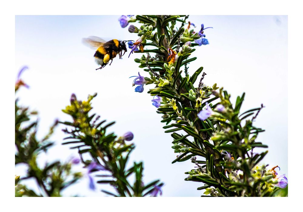 Poster fotográfico 50 x 70, Superfície: papel fotográfico brilhante.