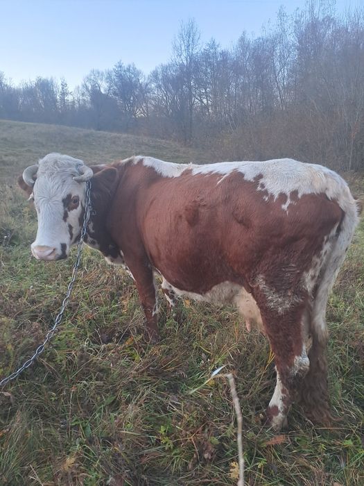 Продам Корову тільна
