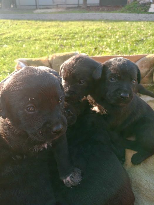 Szczeniaki labrador