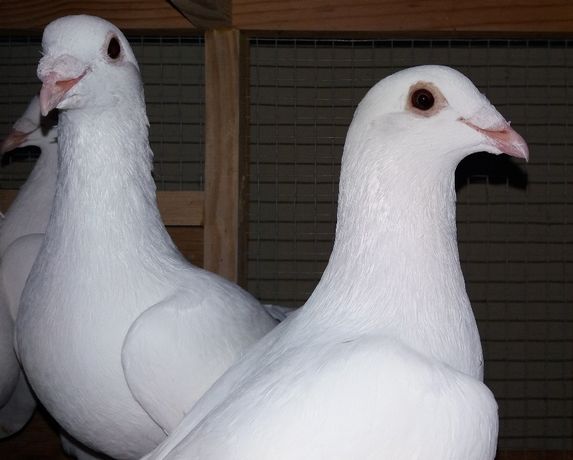 Ptaki gołębie białe pocztowe młode 2022 r.