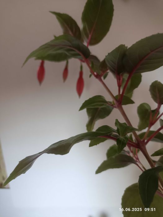 продам бальзамин хавортия фуксия алое  каланхое