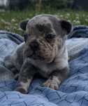 Buldog francuski suczka merle