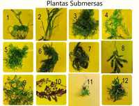 20 Plantas  para Aquário por 20 Euros - Envio para Todo Portugal!