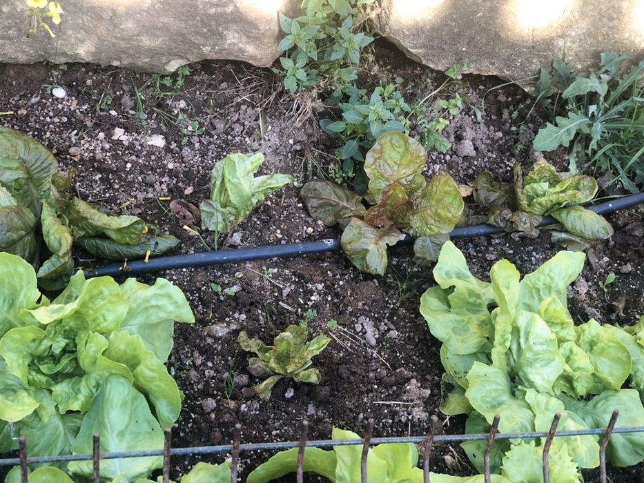 Estrume de cavalo curtido e sem aparas! Com maquina para carregar !