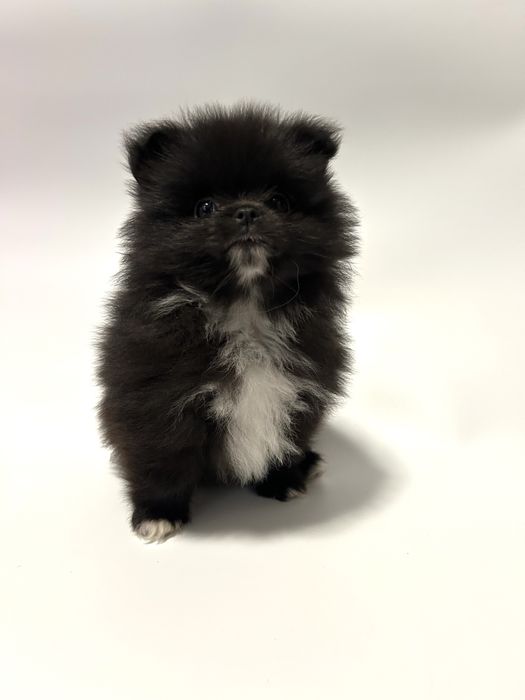 Szpic miniaturowy-pomeranian