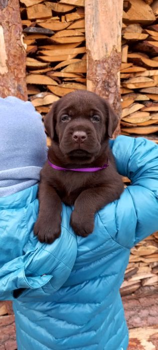 Лабрадор Ретрівер цуценята від розплідника