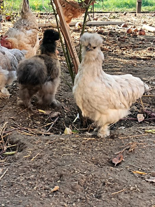 Koguty rasy Silka
