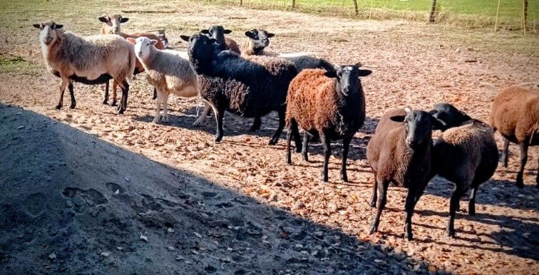 Sprzedam owce – mieszańce Kamerun × Dorper