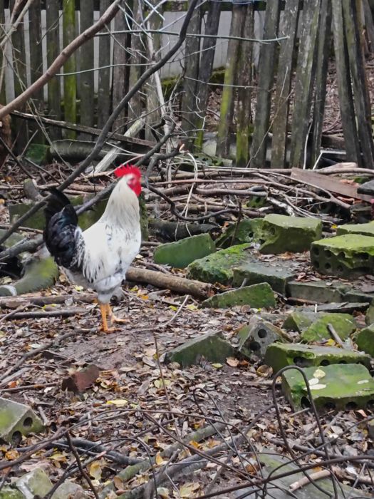 Sprzedam  kury  Porbary